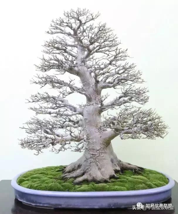 日本盆景巨匠木村正彦作品全程 (木村正彦盆景作品)