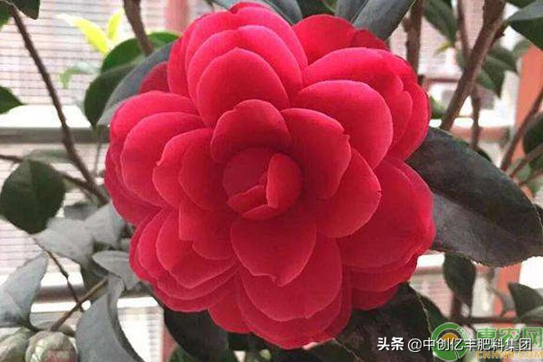 北方养茶花技巧,茶花如何养视频