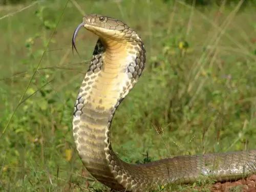 海南代表性动物,海南特有的珍稀动物