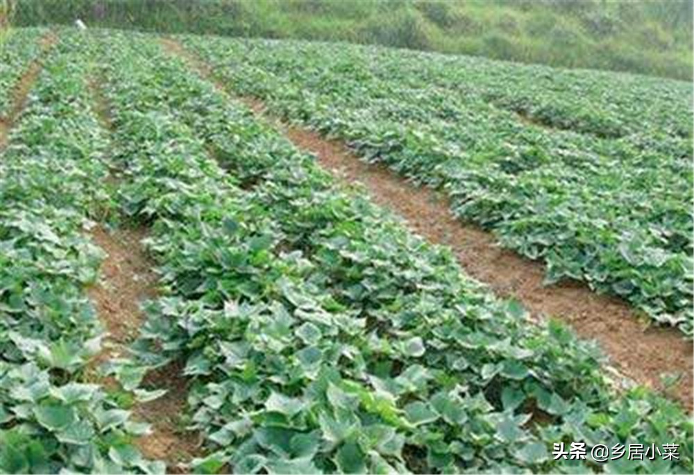 夏季种菜总是刮大风怎么办,刮台风对菜地有什么影响