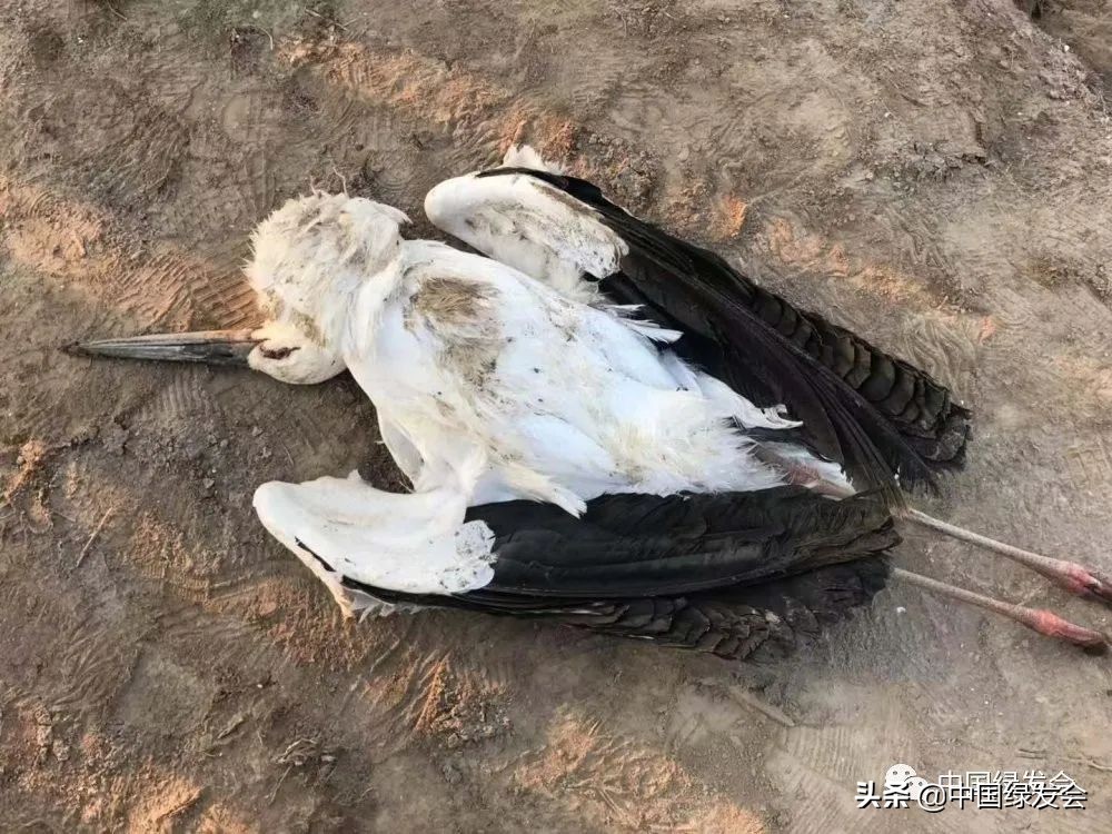 被拆湿地公园,曹妃甸湿地保护区在哪里