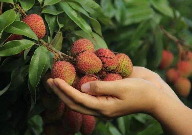 解读“回眸一笑百媚生，六宫粉黛无颜色”的古代美女——杨玉环