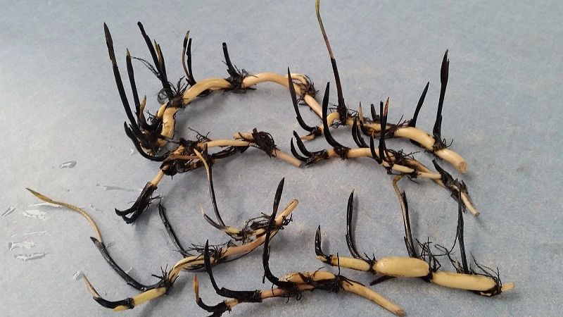 碗莲结了藕想让它再次开花怎么种,碗莲种藕生长到开花全过程