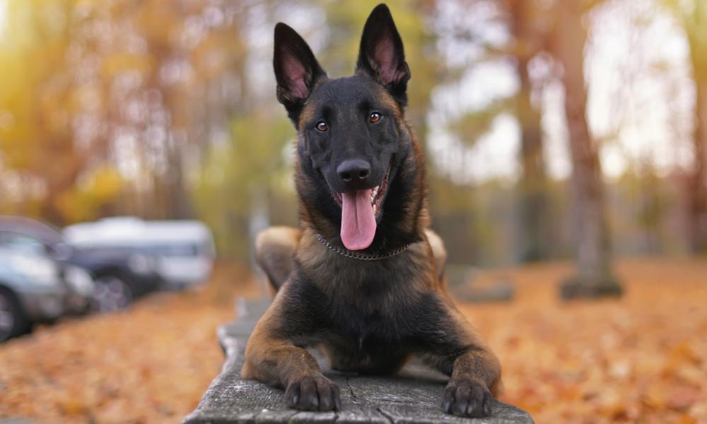 哪些狗既可爱又推荐新手养,新手铲屎官适合养什么狗狗