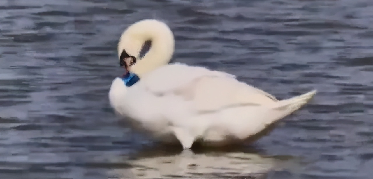 为什么要给天鹅带颈环,迁徙的天鹅戴颈环