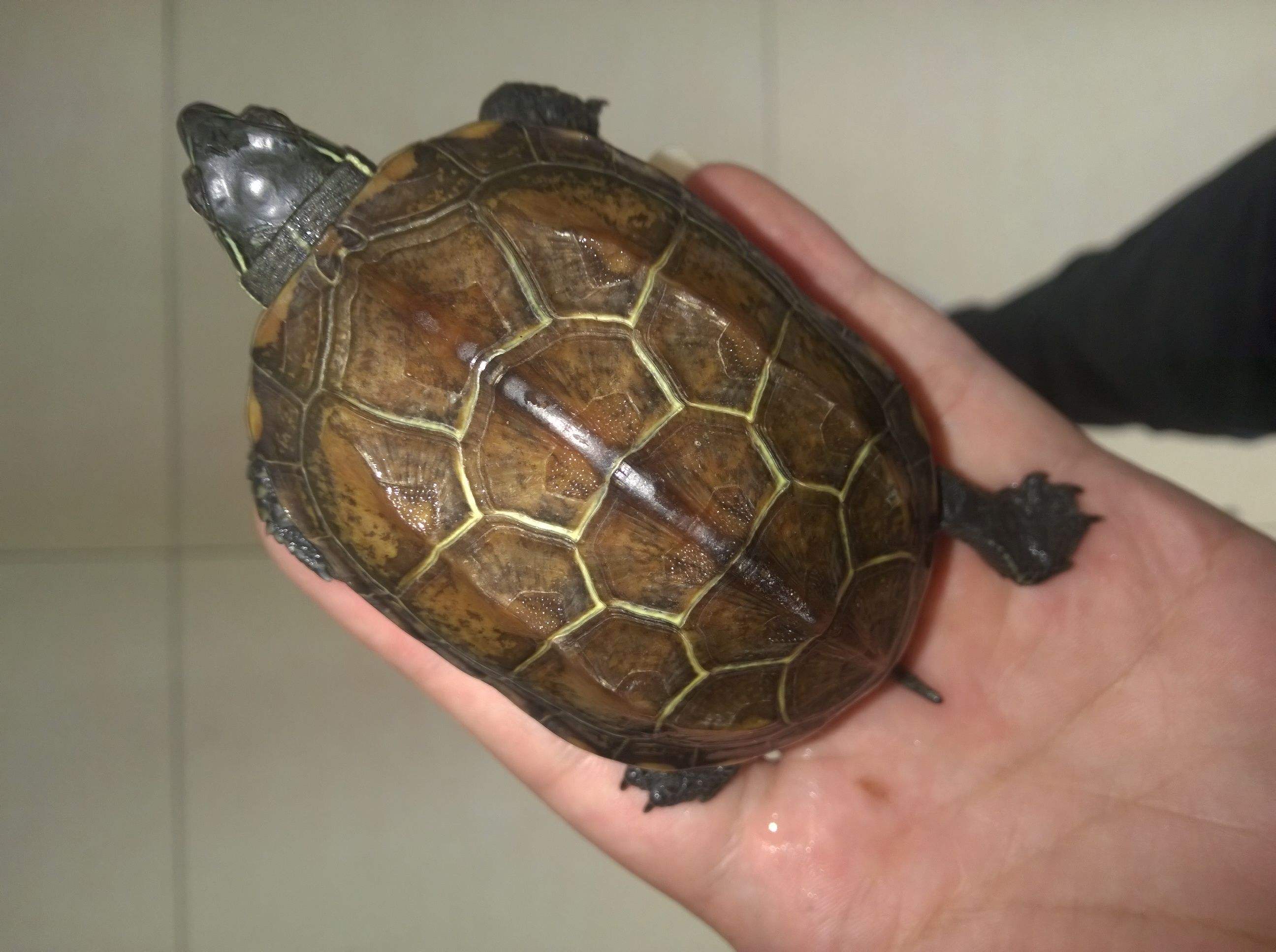 中华草龟雄性都会墨化吗,中华草龟如何墨化