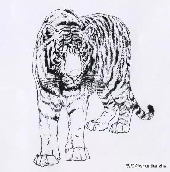 工笔老虎技法教学视频,工笔老虎胸毛的撕毛法