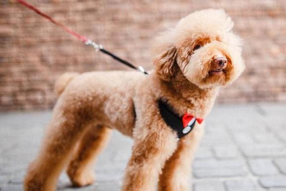 泰迪犬为啥那么讨人厌,泰迪犬为什么会爱咬人