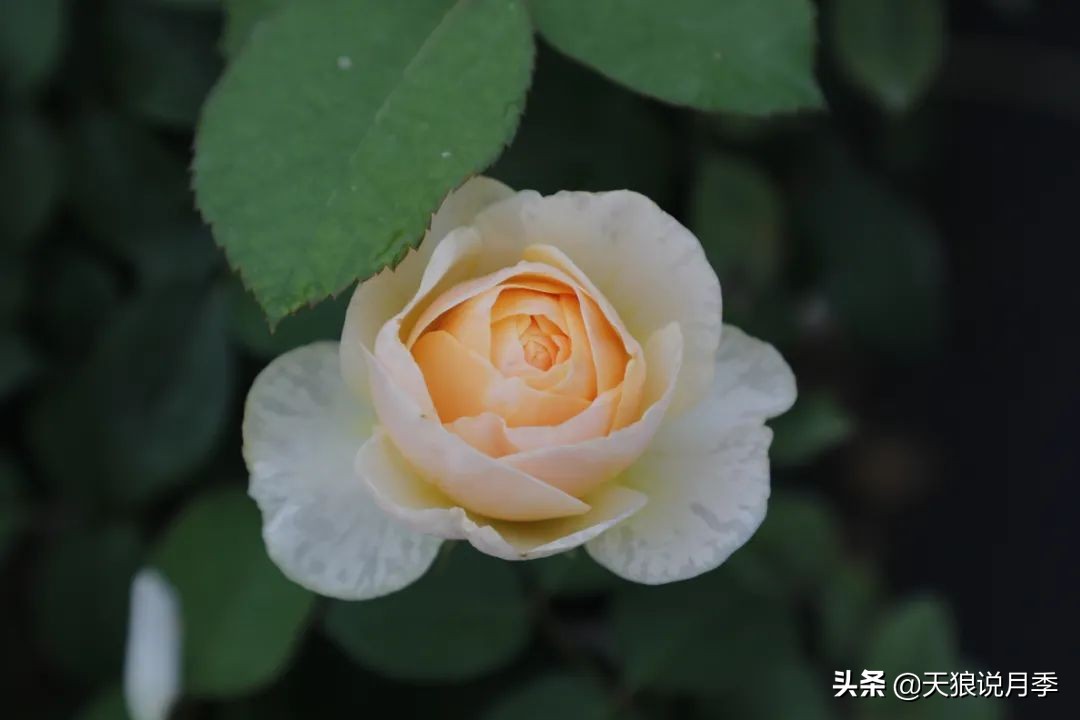 优雅女士月季花,奇葩月季品种图片