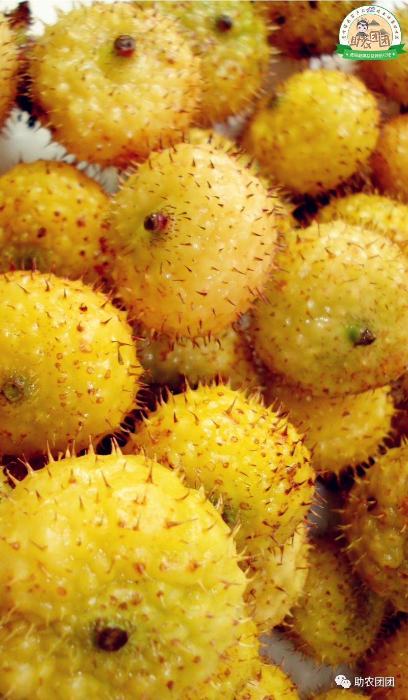 助农团团丨刺梨产业巡礼⑨：“刺梨上市，太医无事”，天然刺梨维C王