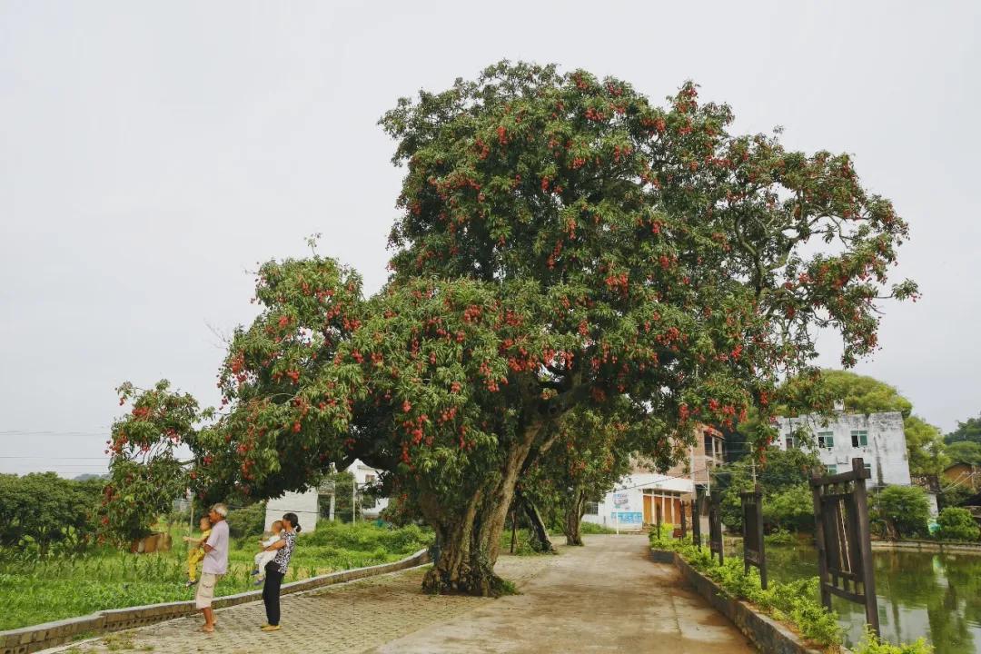 中国荔枝哪里好吃,哪个地方的荔枝最好吃最出名