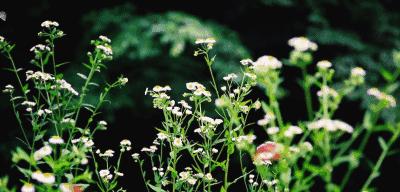 春季皮肤过敏有什么药可以治疗的,春季脸上皮肤过敏泛红发痒小妙招