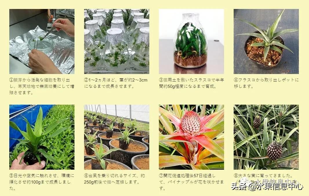 日本进口的菠萝,日本菠萝