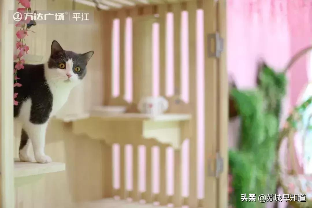 苏州市平江区万达广场,苏州平江万达广场