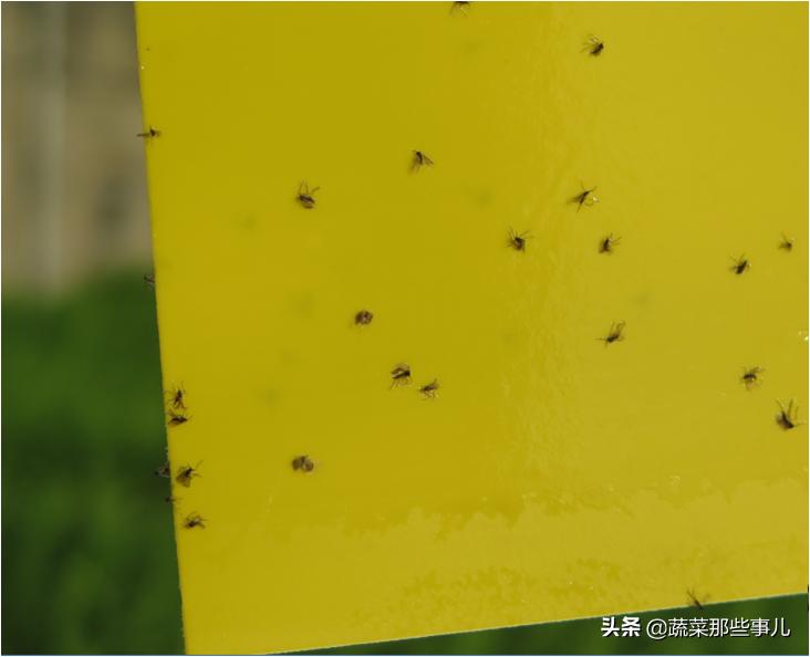 喷洒蔬菜害虫用什么农药,夏季叶菜常发生的虫害