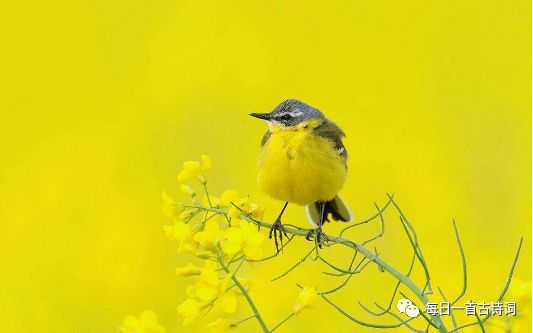 黄莉然飞花令,飞花令第6期完整版