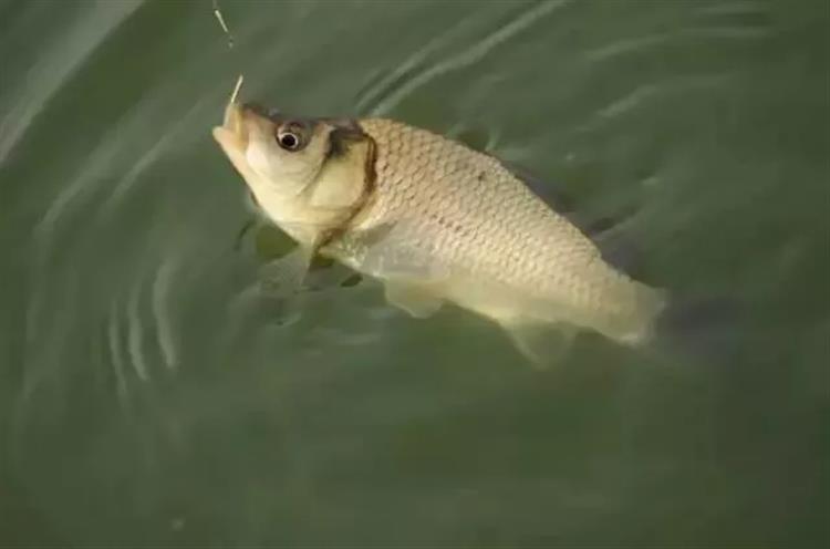 调3钓2出顿口不中鱼,调底钓高顶漂为什么不中鱼