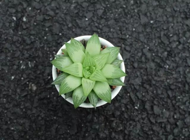 水晶的多肉植物有哪些品种,像水晶的多肉植物图片