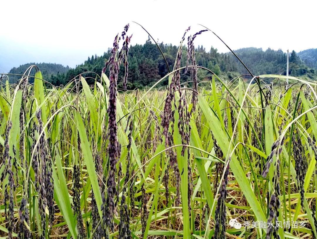 融水特色生态农业产业园,广西融水县特色产品