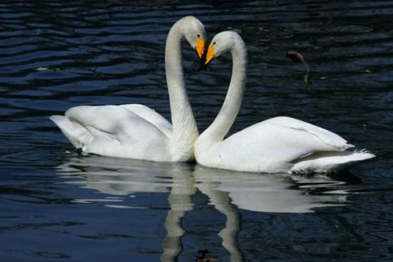 前世修得同船渡今世修得共枕眠,百年修得同船渡千世共枕眠意思