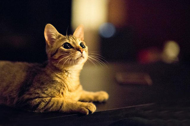 多重曝光实例拍摄讲解,精彩照片制作视频