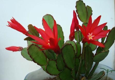 开花超美de仙人掌三千金：蟹爪兰、仙人指、假昙花，你能分清吗？