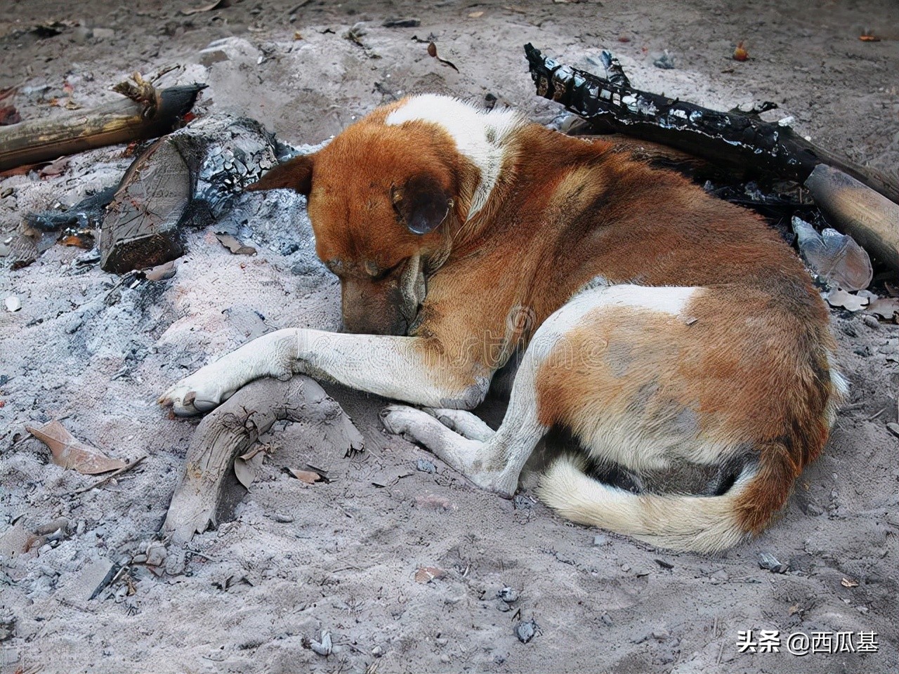 天气骤降狗子拉稀,天气突然变冷狗子拉稀