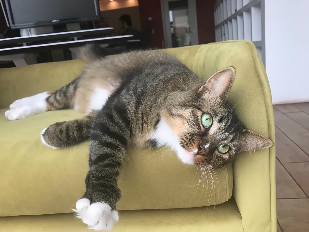 招财猫美国,招财猫可以招财