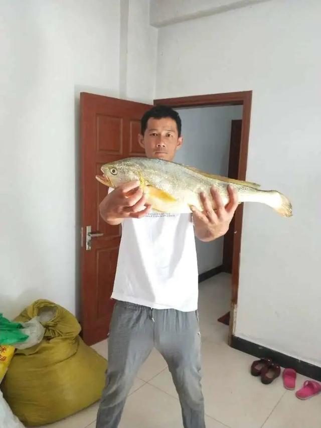 80年代大黄鱼收购价,50斤以上野生大黄鱼大概值多少钱