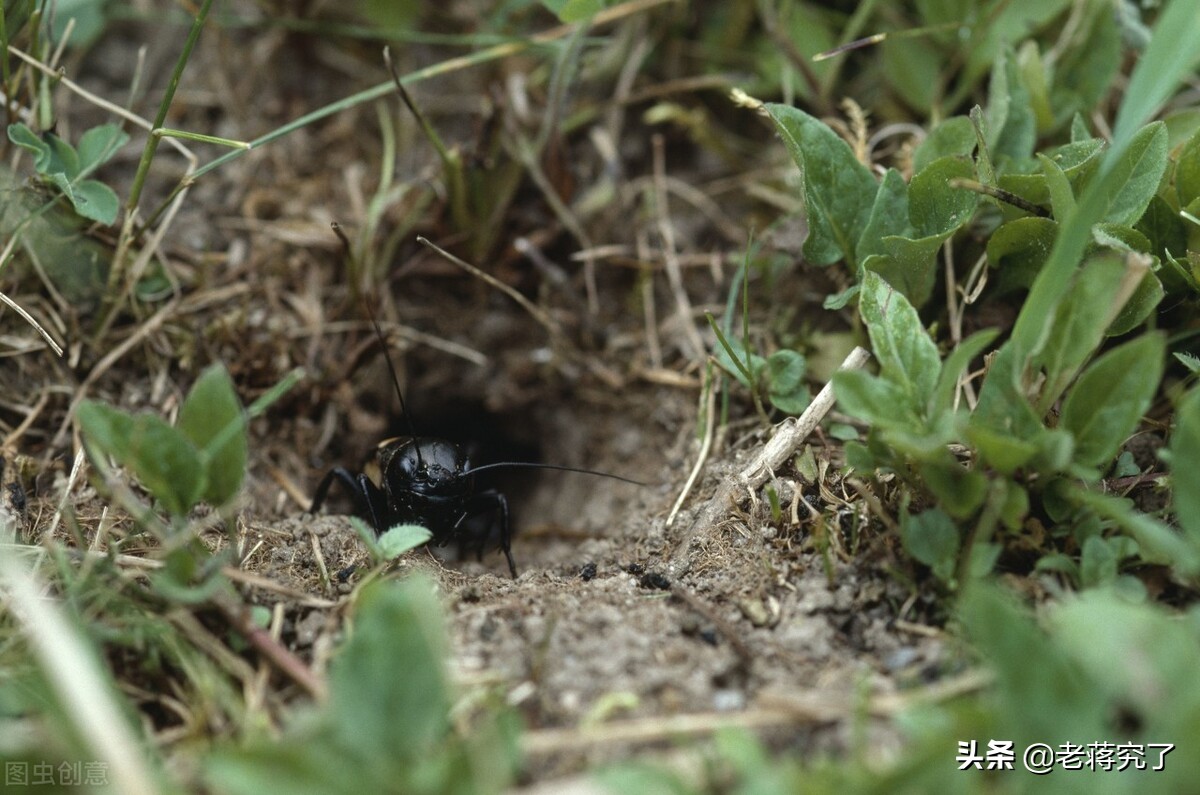 蟋蟀的捕捉讲解,老蒋讲虫子视频大全