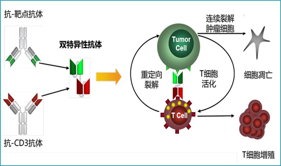 多发性骨髓瘤新的治疗手段有哪些？（上）