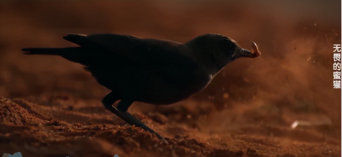 蜜獾两小时后继续享用毒蛇,蜜獾凶猛攻击人类