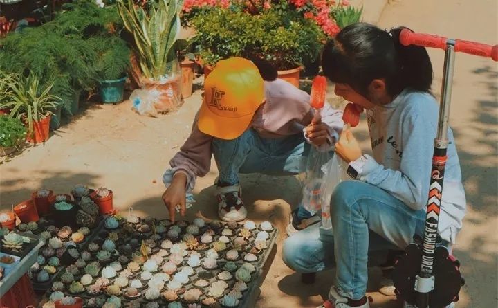 刚到家的花很好没多久就黄叶,买回来的花很快就蔫的原因