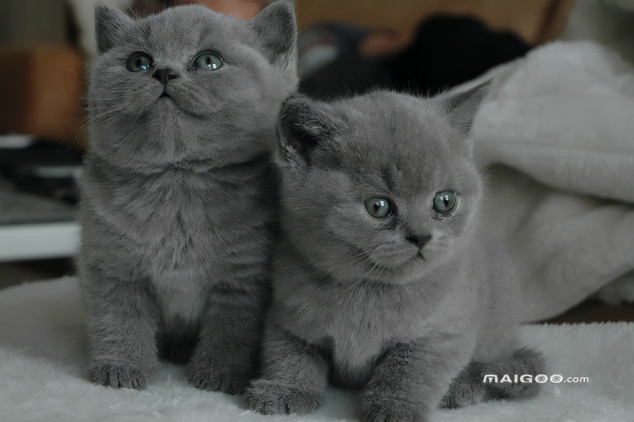 适合老年人养的小宠物,老年人适合养的宠物有哪些品种