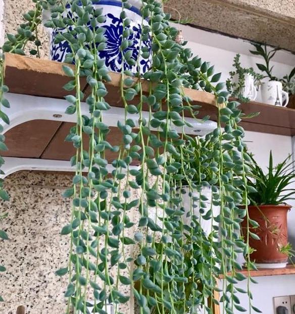 情人泪盆栽怎么养,情人泪吊兰怎么样浇水才合适