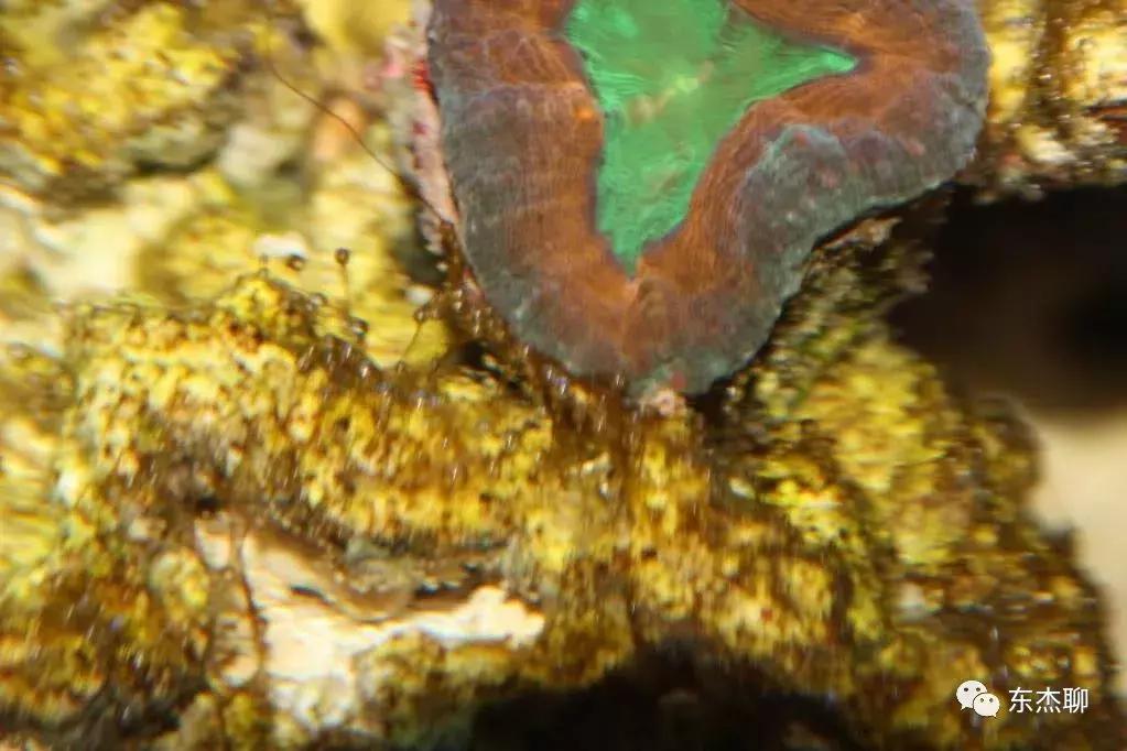 海水鱼缸藻类爆发怎么治,海水鱼缸的菌怎么处理