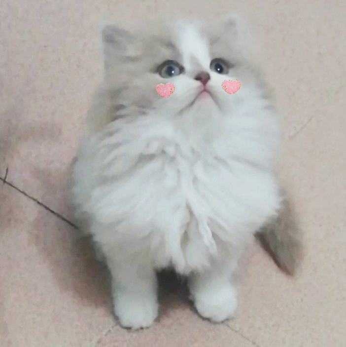 狗狗得了趾间炎用什么药,狗趾间炎是真菌还是细菌