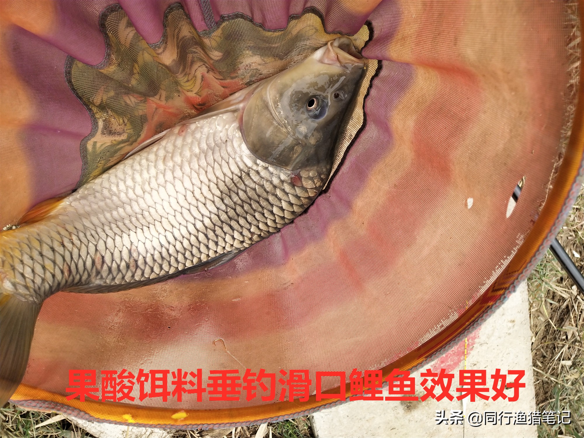 食品级果酸,果酸在鱼饵中的作用