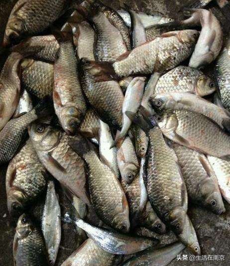 南京春天各区47个日钓百斤鱼塘汇总，20位资深钓鱼人分批亲测