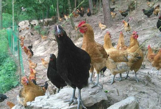 散养300只土鸡怎样预防鸡病,怎么预防散养的土鸡病
