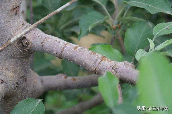 果树环切促增产技术,枣树环割增产增收