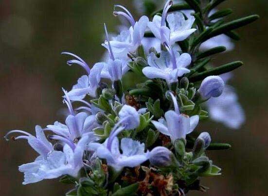 室内最好养的开花带香味的植物,适合室内养的开花非常香的植物