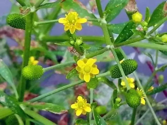 农村常见野花野草,这些野菜农村随处见