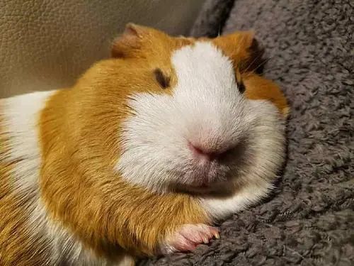 天竺鼠惊恐但贪吃,天竺鼠害怕会死掉吗