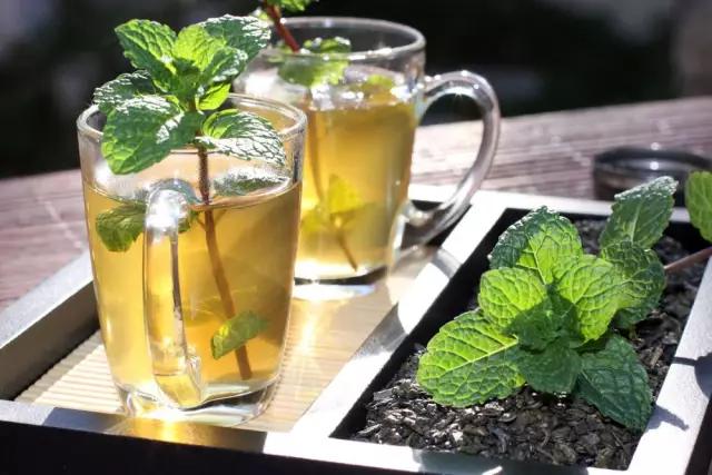 秋天蚊子多如何驱赶和消灭,薄荷小苗怎么养