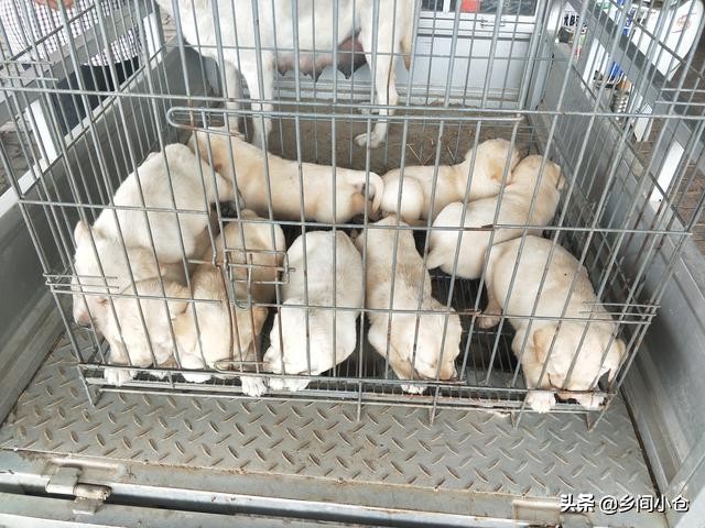 真正的狗市品种,哪里的狗市便宜品种又好种类又多