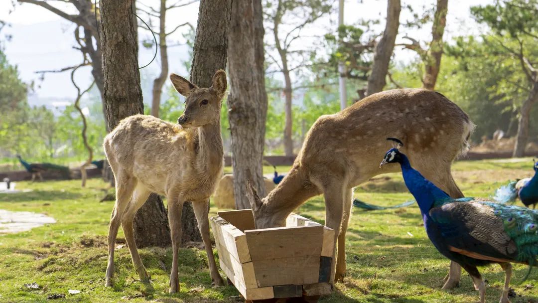 这个真实存在的古村落美如仙境,沂蒙山风景区内的古村落