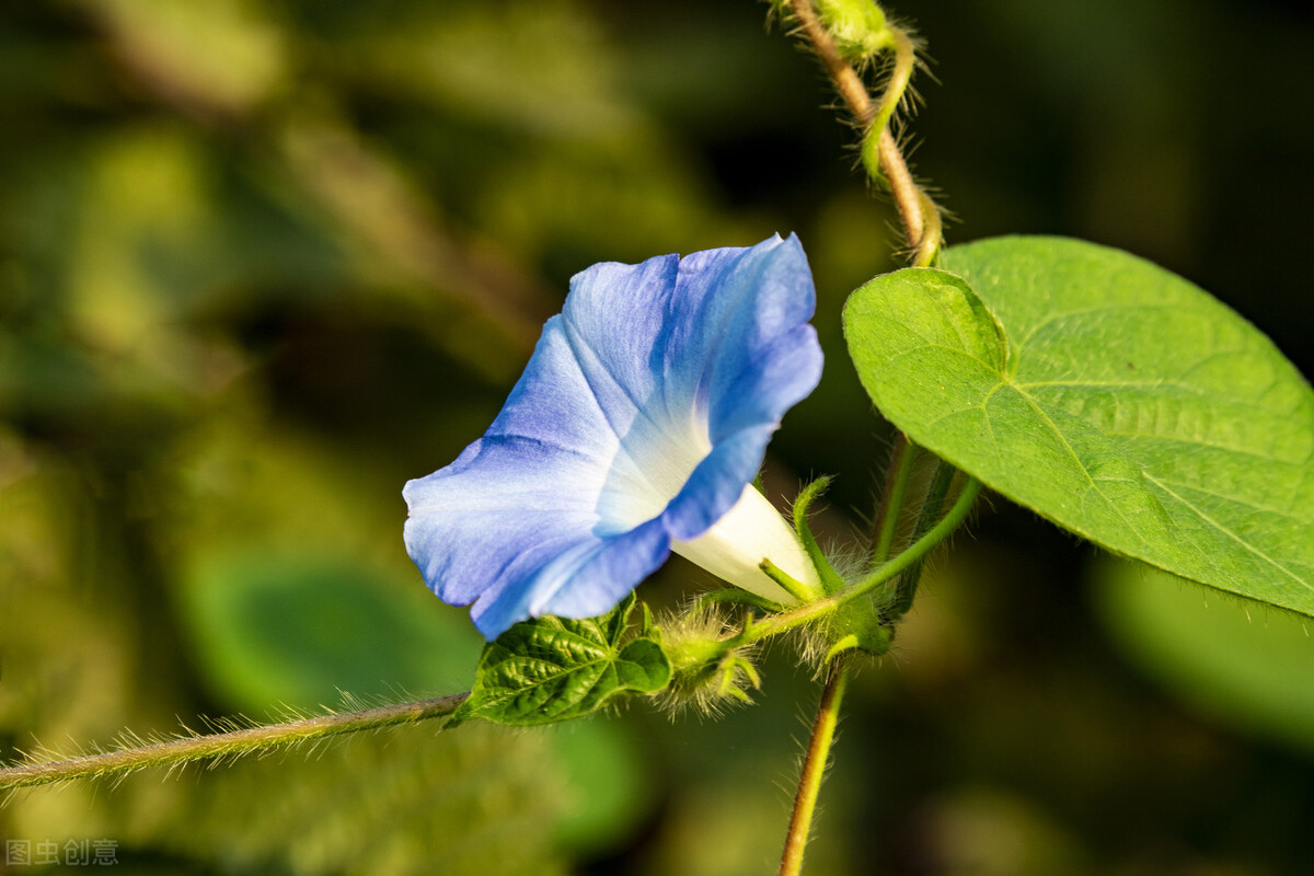 园林人需要知道的85个花卉知识,园林花卉的种类及图片