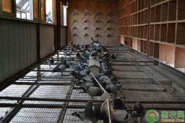 赛鸽养殖技巧和方法,赛鸽的养殖方法和规则