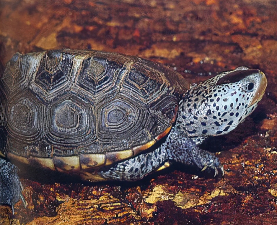 各种龟类图片大全大图,龟类展示会